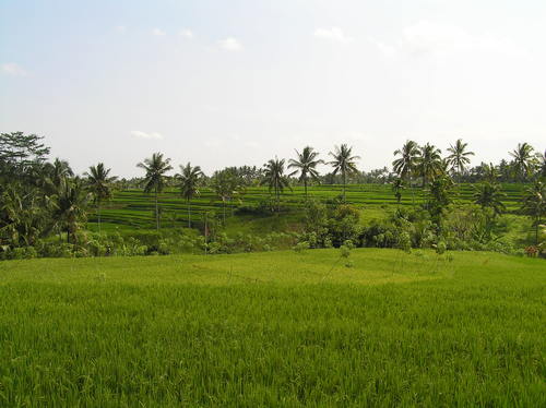 2005_indonesiatrip_336_2